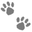 paws 